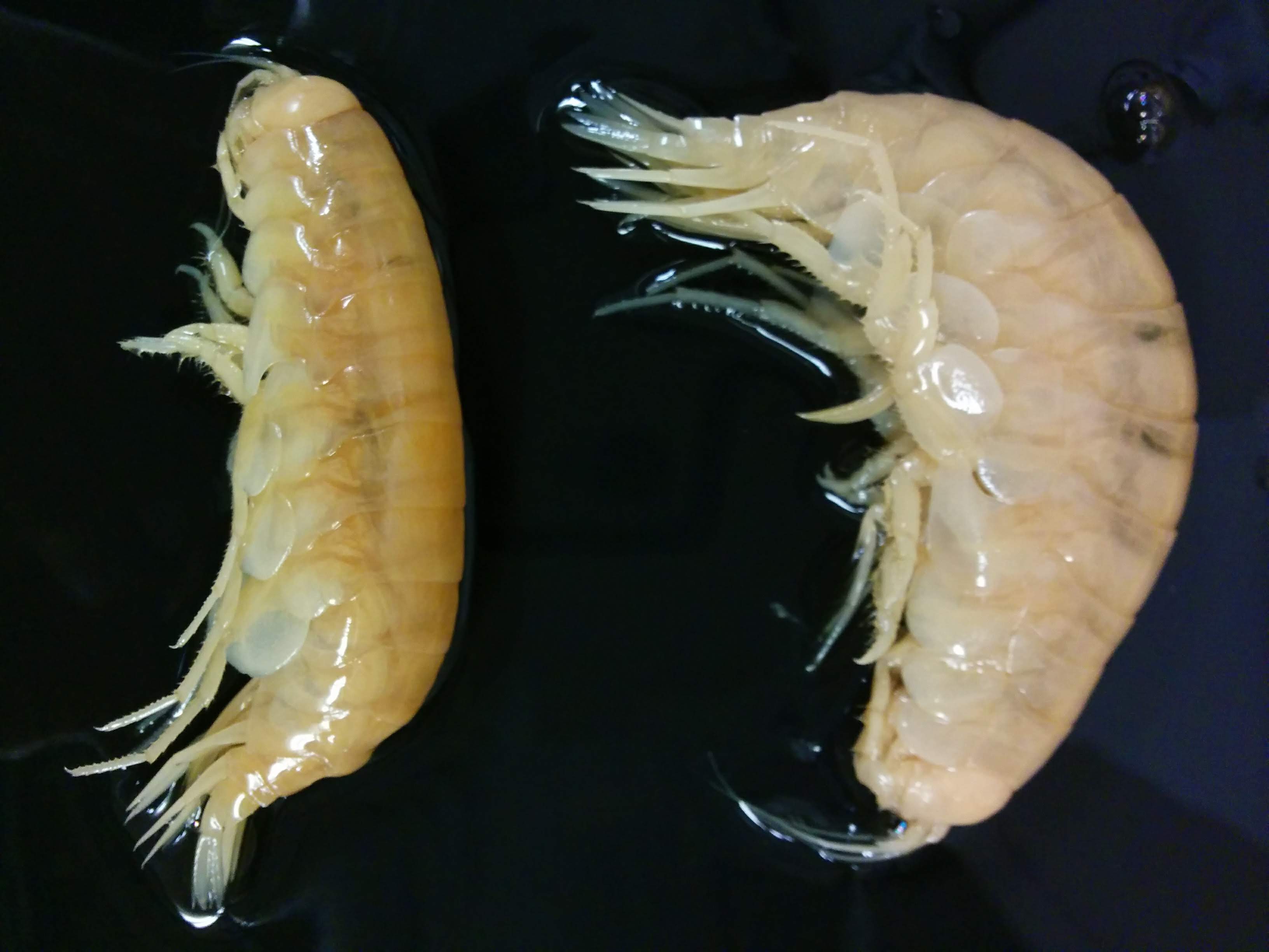 These shrimp-like crustaceans were collected 8,367 m deep in the New Britain Trench off Papua New Guinea. Giant amphipods (Alicella gigantea) are important scavengers in deep-sea ecosystems, and these specimens were caught using a trap baited with fish. Image: Charlotte Seid/Scripps Institution of Oceanography University of California San Diego.