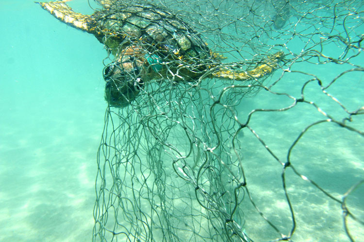 It is estimated between 4,000-10,000 turtles were entangled in nets over the last decade. Image: Erub Arts.