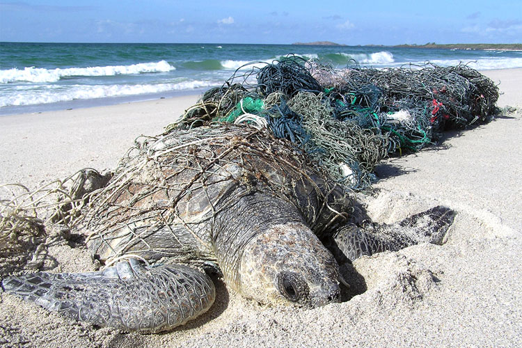 Olive ridley turtle in a medley of ghost nets. Image: Jane Dermer, courtesy of Ghostnets Australia.