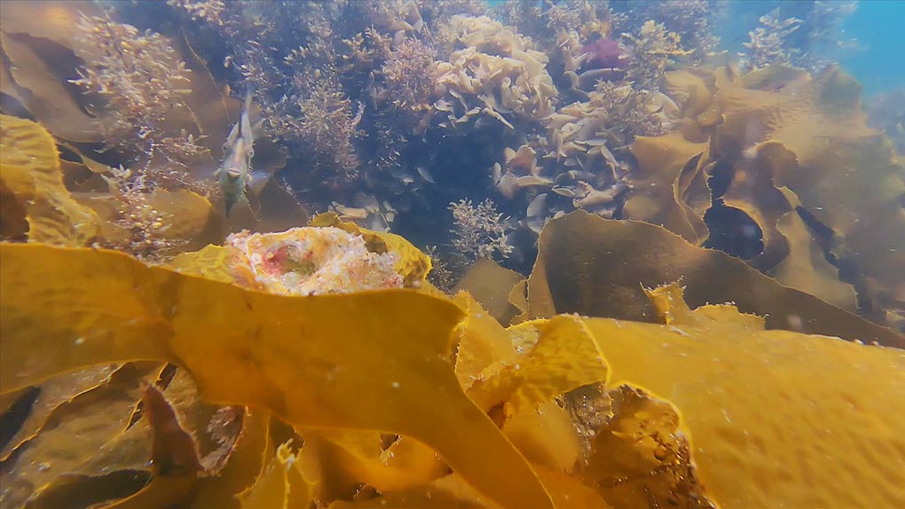 Underwater drone challenge - beneath Darling Harbour