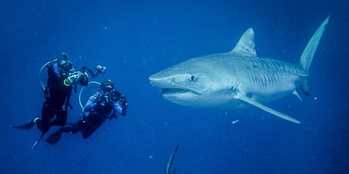2 underwater divers filming a large great white shark
