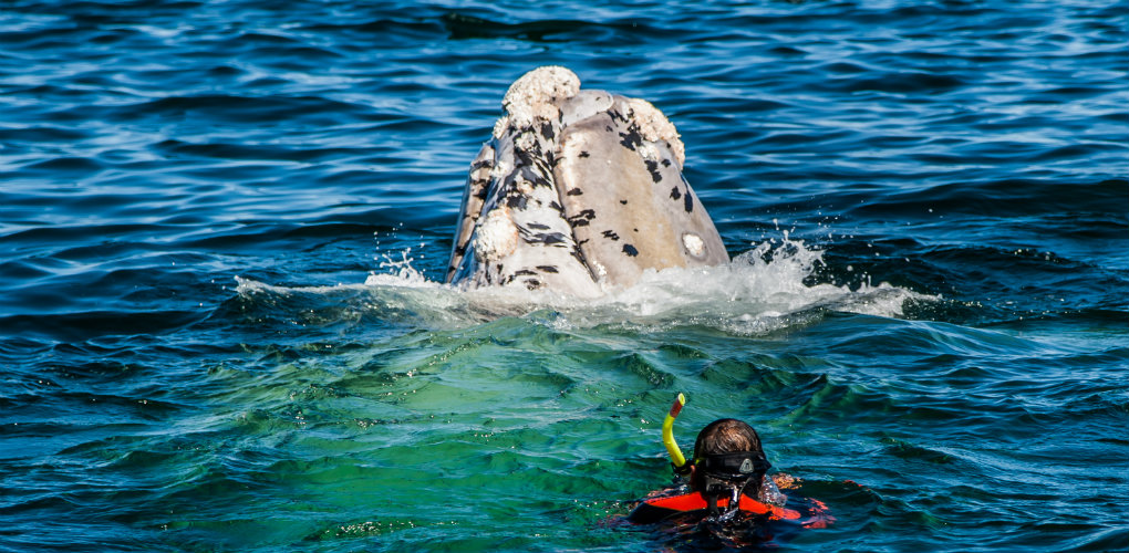 Snorkeling with a whale. Photograph: Michael Aw