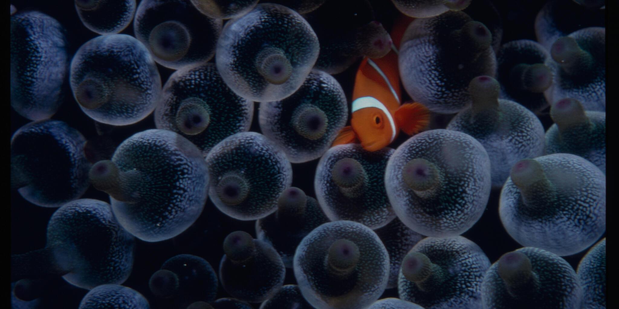 photograph of an orange clown fish 