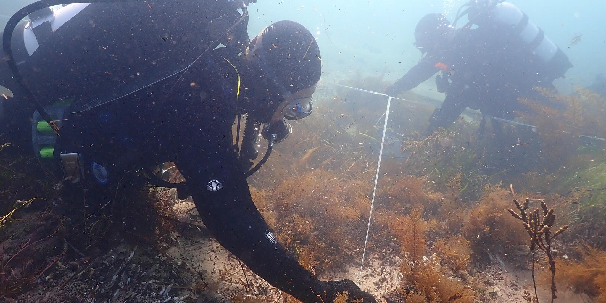 Underwater photo of 2 diverers measuring a shipwreck site