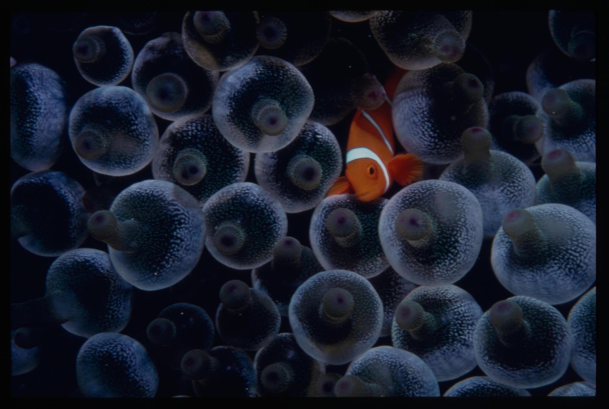 photograph of an orange clown fish 