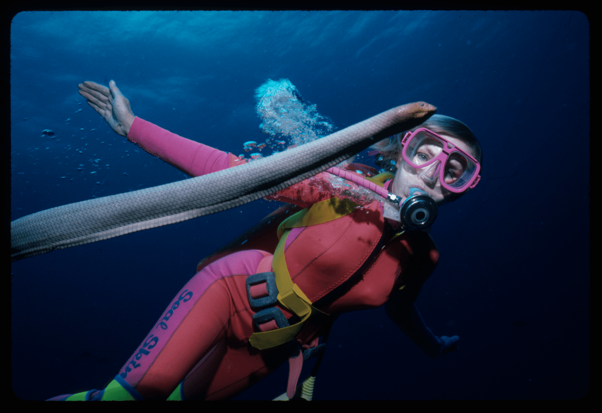 Photo of women diving underwater wearing a pink wetsuit looking at a sea snake.