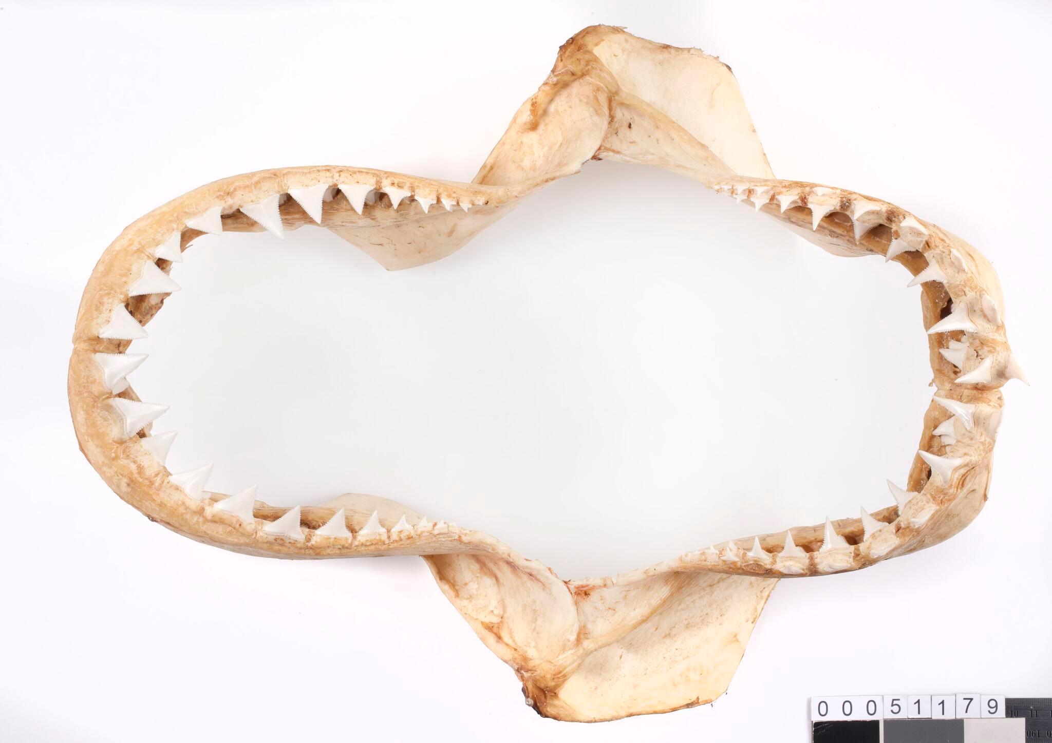 Great White Shark jaws