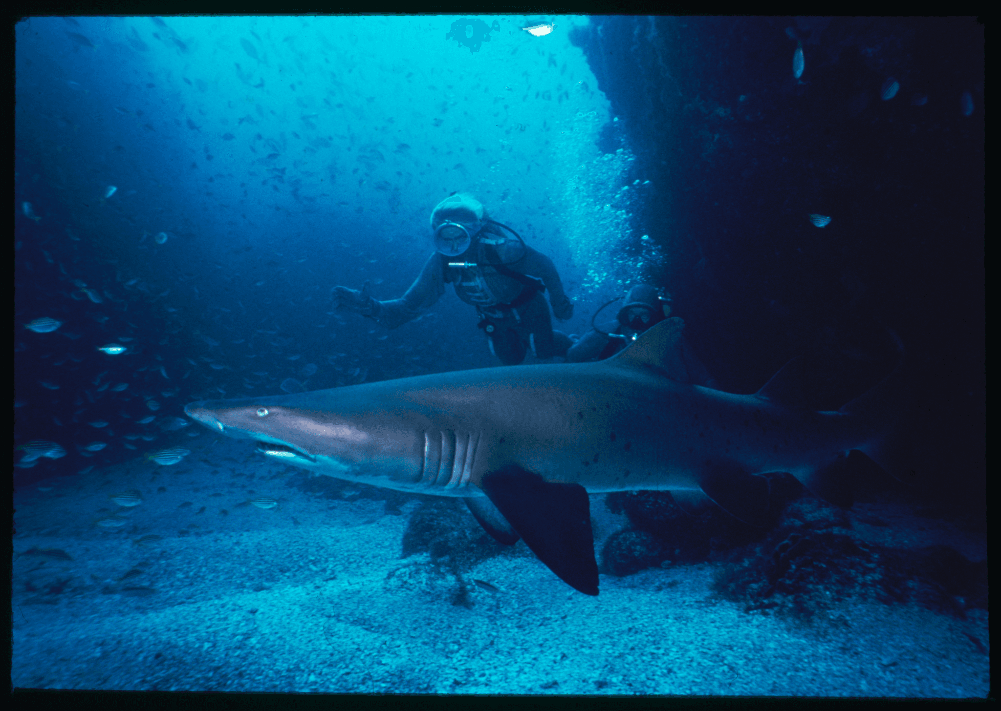 Valerie Taylor Great White Shark