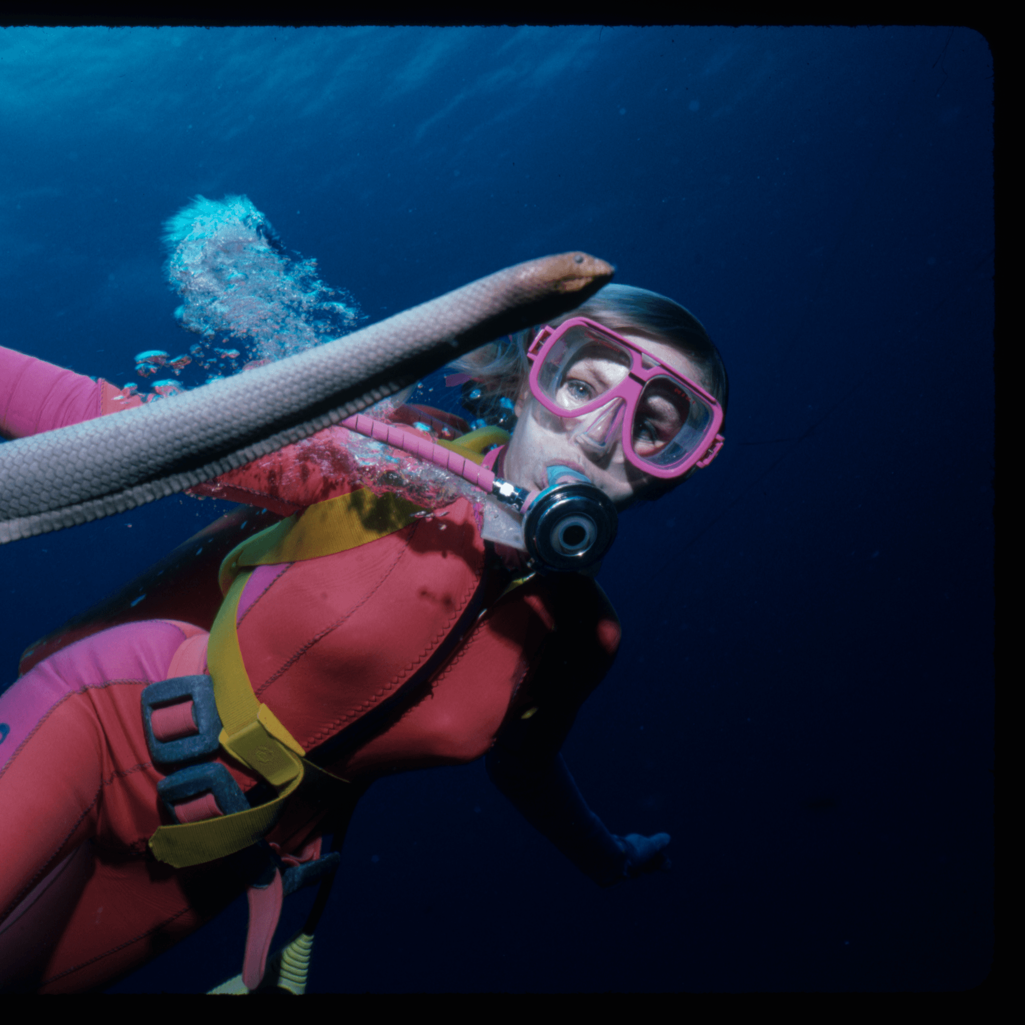 Photo of women diving underwater wearing a pink wetsuit looking at a sea snake.